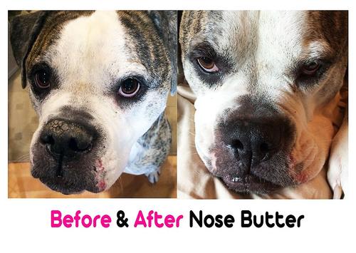 Show full view: The Blissful Dog Bulldog Nose Butter, 0.5-fl oz tube slide 6 of 7