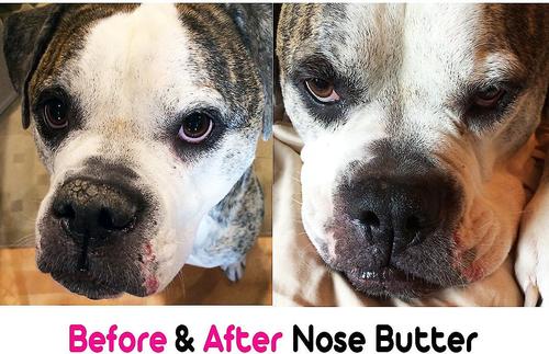Show full view: The Blissful Dog Bulldog Nose Butter, 2.25-fl oz tube slide 6 of 7