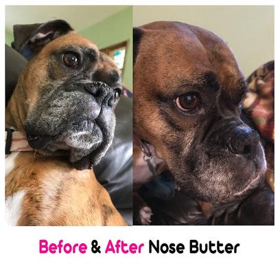 Show full view: The Blissful Dog Bulldog Nose Butter, 2-fl oz tin slide 4 of 6