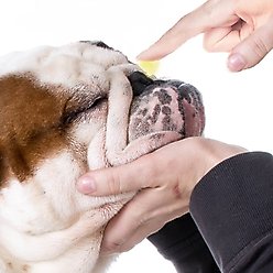 The Blissful Dog Bulldog Nose Butter, 4-fl oz tin slide 2 of 5