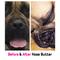 Show in main carousel: The Blissful Dog Every Dog Nose Butter, 2-fl oz tin slide 5 of 6