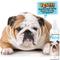 Show in main carousel: The Blissful Dog Fresh Flat Face Wash for Dogs, 8-fl oz bottle slide 2 of 6