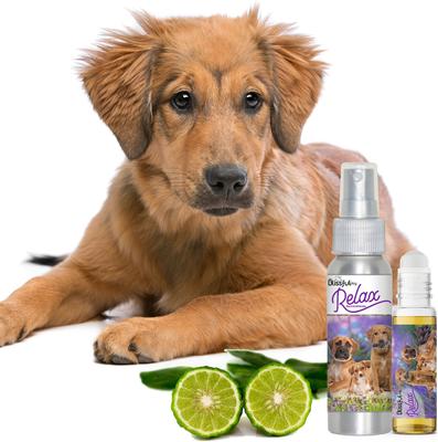 Show full view: The Blissful Dog Relax Dog Aromatherapy Spray, 2.76-fl oz slide 5 of 5