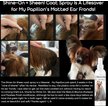 Show in main carousel: The Blissful Dog Shine-On+Sheen Dog De-Tangling Coat Spray, 4-fl oz bottle slide 3 of 5