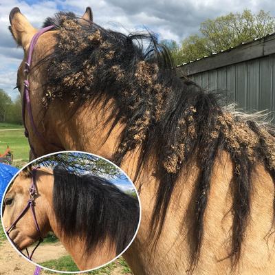 Show full view: The Blissful Dog Shine-On+Sheen Horse Coat Spray, 16-fl oz bottle slide 6 of 7