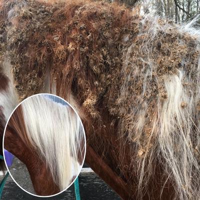 Show full view: The Blissful Dog Shine-On+Sheen Horse Coat Spray, 16-fl oz bottle slide 7 of 7