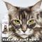 Show in main carousel: The Blissful Dog Simply Clean Cat Ear Cleaner, 4-fl oz bottle slide 6 of 8