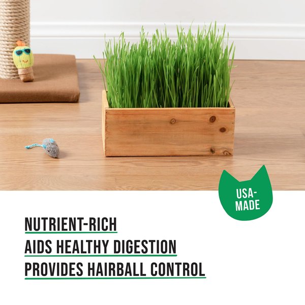 The Cat Ladies Cat Grass Kit & Decorative Wood Planter