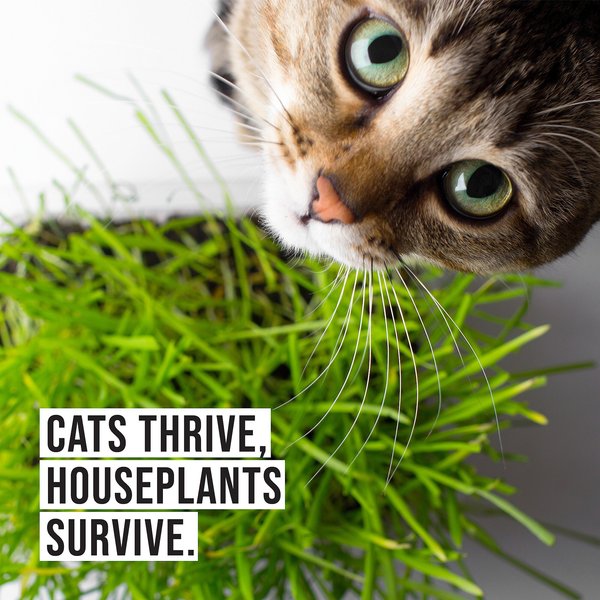 The Cat Ladies Cat Grass Kit & Decorative Wood Planter