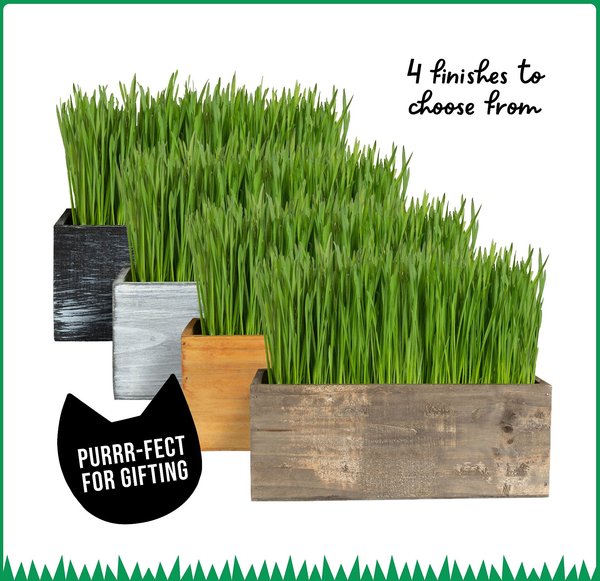 The Cat Ladies Cat Grass Kit & Decorative Wood Planter