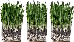 The Cat Ladies Organic Pet Grass Grow Kit, 3 count slide 1 of 8