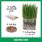 Show in main carousel: The Cat Ladies Organic Pet Grass Grow Kit, 3 count slide 4 of 10