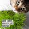 Show in main carousel: The Cat Ladies Organic Pet Grass Grow Kit, 3 count slide 7 of 10