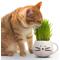 Show in main carousel: The Cat Ladies Organic Pet Grass Grow Kit with Planter, White slide 4 of 10