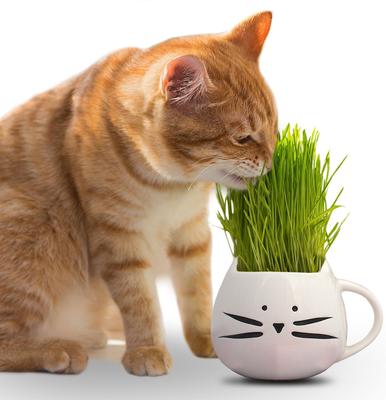 Show full view: The Cat Ladies Organic Pet Grass Grow Kit with Planter, White slide 4 of 10