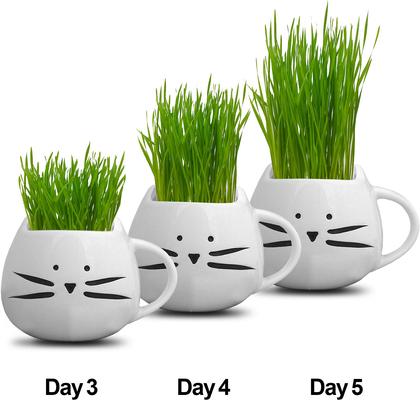 Show full view: The Cat Ladies Organic Pet Grass Grow Kit with Planter, White slide 5 of 10