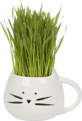 Show full view: The Cat Ladies Organic Pet Grass Grow Kit with Planter, White slide 7 of 10