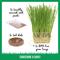 Show in main carousel: The Cat Ladies Organic Pet Grass Growing Kit with Containers, 3 count slide 4 of 10