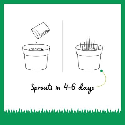 Show full view: The Cat Ladies Organic Pet Grass Seed, 8-oz bag slide 4 of 10