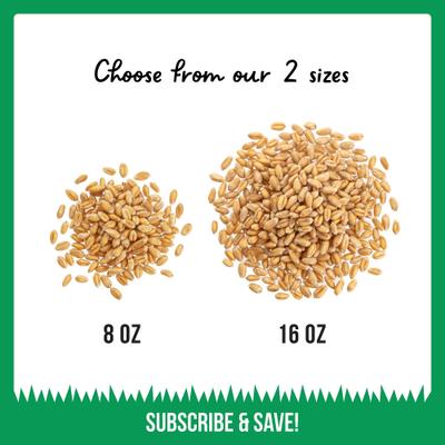 Show full view: The Cat Ladies Organic Pet Grass Seed, 8-oz bag slide 5 of 10