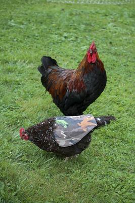 Show full view: The Chicken Chick Hen Mating Saddle slide 5 of 6