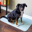 Show in main carousel: The Green Pet Shop Cool Pet Pad, Sage Gray, Large slide 1 of 3