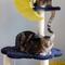 Show in main carousel: THE LICKER STORE Aurora Modern 49-in 3-Tier Sisal Moon & Stars Cat Tree, Navy slide 8 of 10