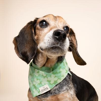 Show full view: The Paws Clover Dog Bandana, Green, Large slide 2 of 8