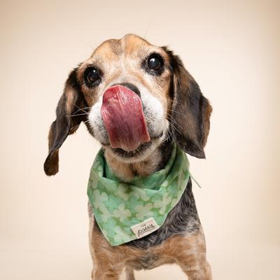 Show full view: The Paws Clover Dog Bandana, Green, Medium slide 4 of 8