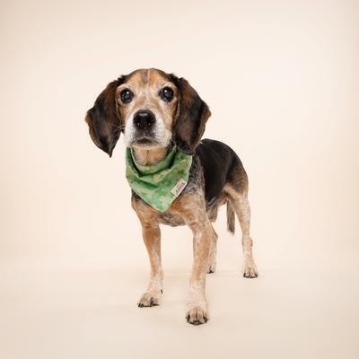 Show full view: The Paws Clover Dog Bandana, Green, Medium slide 3 of 8