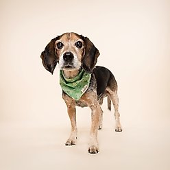The Paws Clover Dog Bandana, Green, Small slide 2 of 6