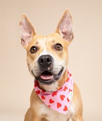 The Paws Valentine's Day Lovesong Dog Bandana, Pink, Medium