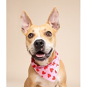 The Paws Lovesong Dog Bandana, Pink, Medium