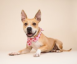 The Paws Valentine's Day Lovesong Dog Bandana, Pink, Medium slide 2 of 8