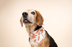 The Paws Sizzle Dog Bandana, Red, Small