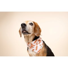 The Paws Sizzle Dog & Cat Bandana, Red, Small