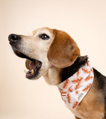 Show full view: The Paws Sizzle Dog Bandana, Red, Small slide 5 of 8