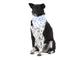 Show in main carousel: The Paws Story Dog Bandana, Blue, Small slide 2 of 8