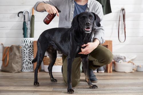 Show full view: The Spruce Waterless Fresh Pet Wash No Rinse Moisturizing Cat & Dog Shampoo, 17-fl oz bottle, 2 Pack slide 4 of 9