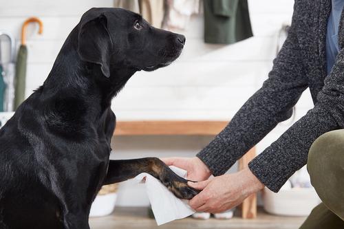 Show full view: The Spruce Waterless Fresh Pet Wash No Rinse Moisturizing Cat & Dog Shampoo, 17-fl oz bottle, 2 Pack slide 7 of 9