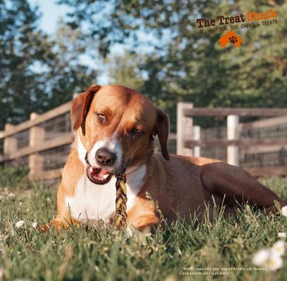 Show full view: The Treat Shack 6-in Braided Bully Sticks Dog Treats, 6 count slide 8 of 10