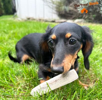 Show full view: The Treat Shack 7 to 8-in Split Elk Antler Dog Treats, Large, 1 count slide 4 of 6