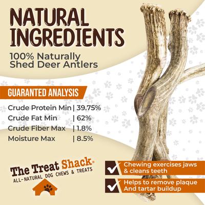 Show full view: The Treat Shack Whole Naturally Shed 10-in Deer Antler Dog Treats, Giant, 1 count slide 6 of 9