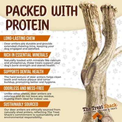 Show full view: The Treat Shack Whole Naturally Shed 10-in Deer Antler Dog Treats, Giant, 1 count slide 5 of 9