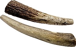 The Treat Shack Whole Naturally Shed 4 to 5-in Elk Antler Dog Treats, Small, 2 count