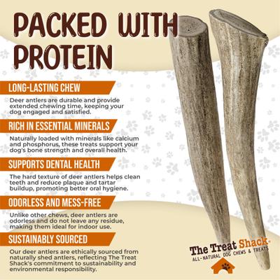 Show full view: The Treat Shack Whole Naturally Shed 5-in Deer Antler Dog Treats, Small, 2 count slide 5 of 9