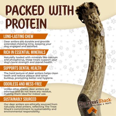 Show full view: The Treat Shack Whole Naturally Shed 7-in Deer Antler Dog Treats, Large, 1 count slide 5 of 10