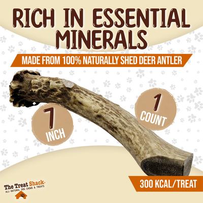 Show full view: The Treat Shack Whole Naturally Shed 7-in Deer Antler Dog Treats, Large, 1 count slide 4 of 10