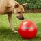 Show in main carousel: The Virtually Indestructible Ball Dog Toy, Color Varies, 10-in slide 3 of 7