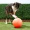 Show in main carousel: The Virtually Indestructible Ball Dog Toy, Color Varies, 14-in slide 3 of 6